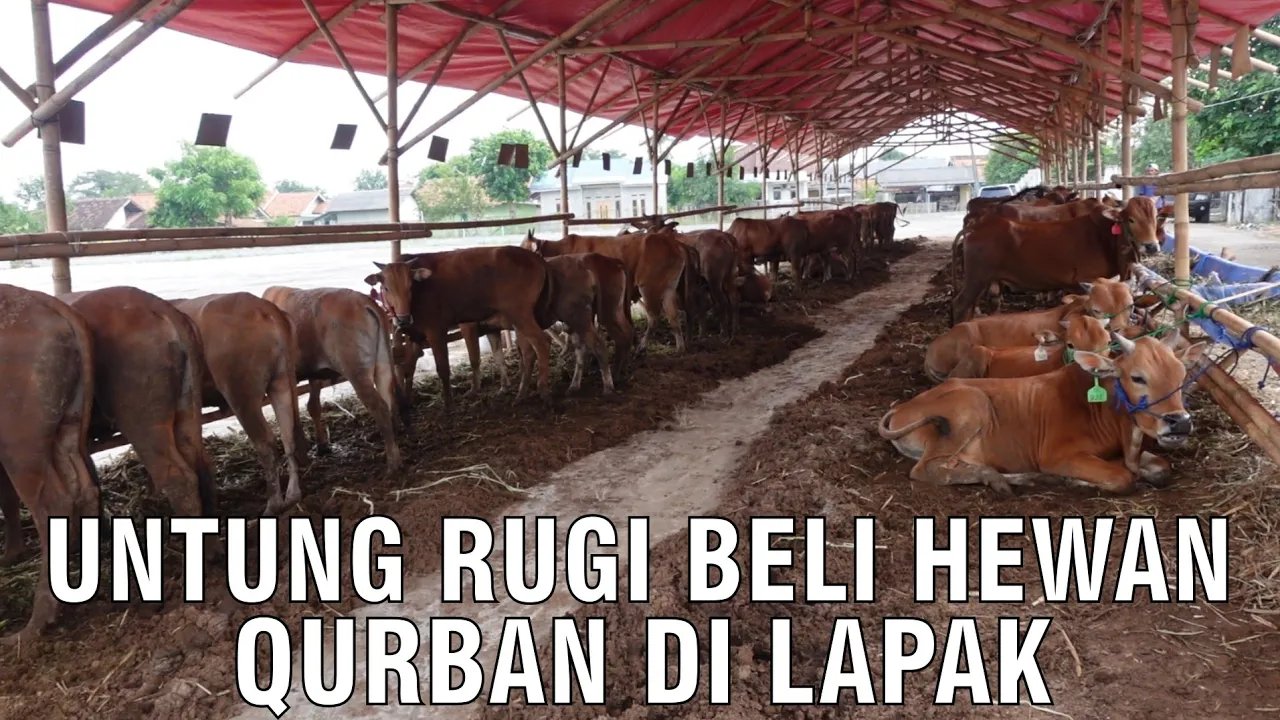 
                                 Untung-Rugi-Beli-Hewan-Qurban-di-Lapak